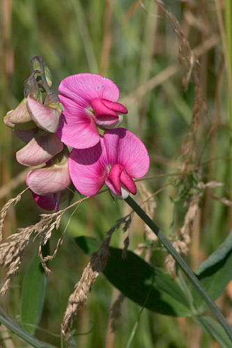 Gesse, Lathyrus ( prciser), Cergy (95), 19 juin 2005