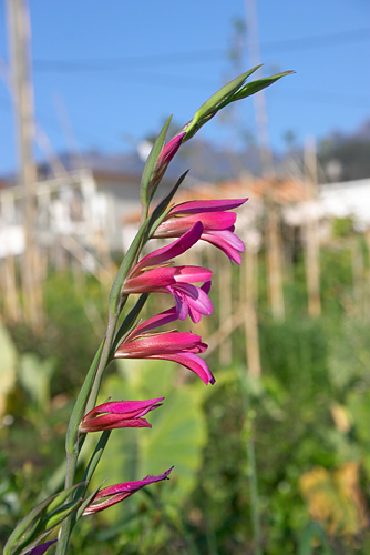 Glaeul, Gladiolus, Sao Jorge