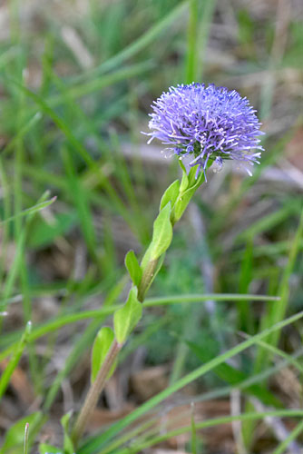 Globulaire commune, Globularia vulgaris, Gers, avril 2006