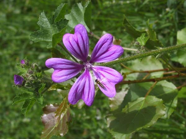 Grande Mauve, Malva sylvestris, Pyrnes, aot 2002