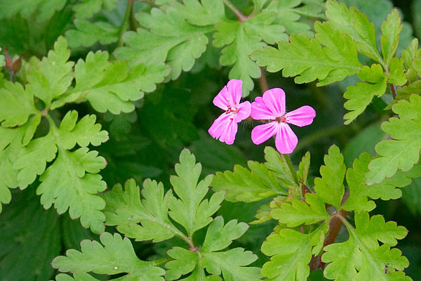 Herbe  Robert, Geranium robertianum, Cergy (95), 16 avril 2005