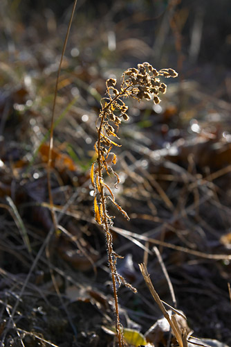 Nol en Valle d'Aure, Plante en hiver