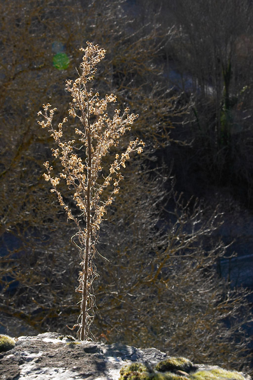 Nol en Valle d'Aure, Plante en hiver