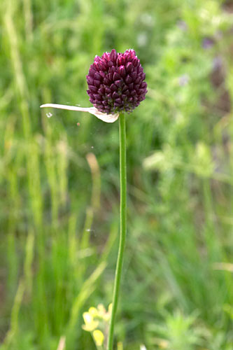 ail  tte ronde, Allium sphaerocephalon, Luberon, mai 2007