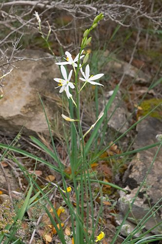 phalangre  fleurs de lis, Anthericum liliago, Luberon, mai 2007