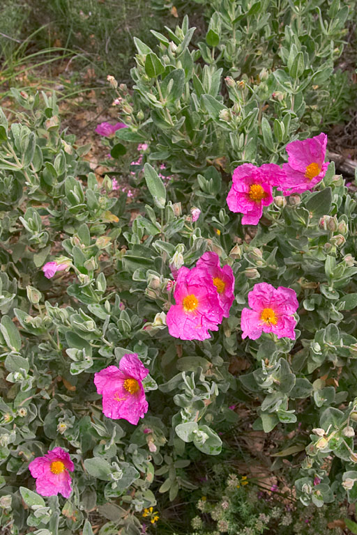 ciste cotonneux, Cistus albidus, Luberon, mai 2007