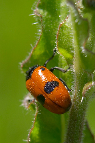 Insecte,Clytre lustre,Ile-de-France, juin 2007