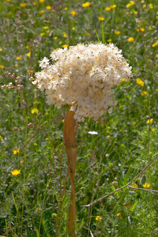 filipendule commune, Filipendula vulgaris, forme fascie, Luberon, mai 2007