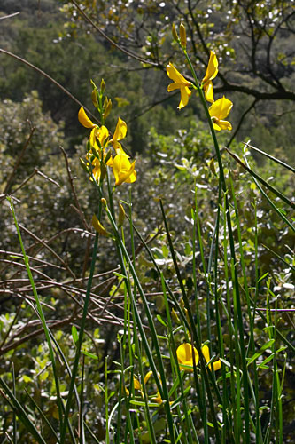 gent d'espagne, Spartium junceum, Luberon, mai 2007