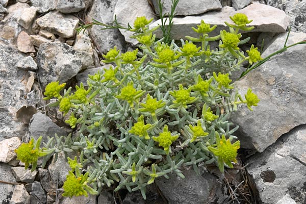 germandree dore, Teucrium aureum, Luberon, mai 2007