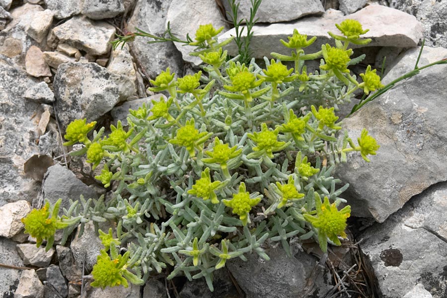 germandree dore, Teucrium aureum, Luberon, mai 2007
