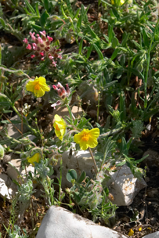 hlianthme commun, Helianthemum nummularium, Luberon, mai 2007