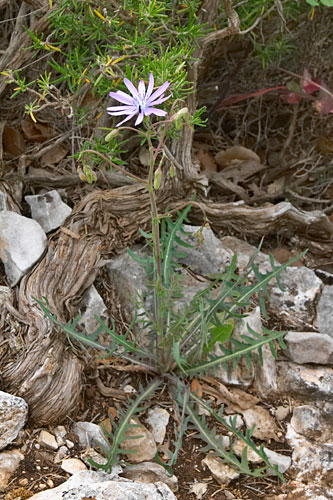 laitue vivace, Lactuca perennis, Luberon, mai 2007
