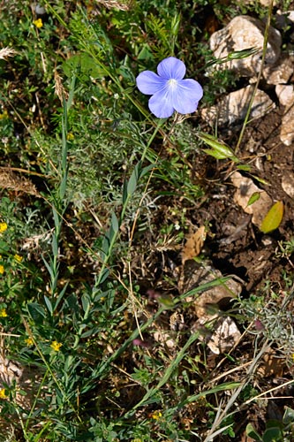 lin de Narbonne, Linum narbonense, Luberon, mai 2007