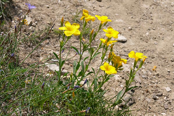 lin jaune, linum flavum, Luberon, mai 2007
