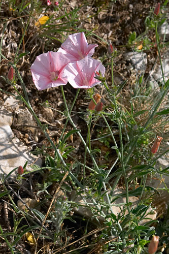 liseron, Convolvulus, Luberon, mai 2007