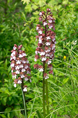orchis pourpre, Orchis purpurea, Luberon, mai 2007