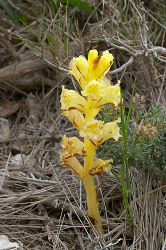 orobanche du thym, Orobanche alba, Luberon, mai 2007