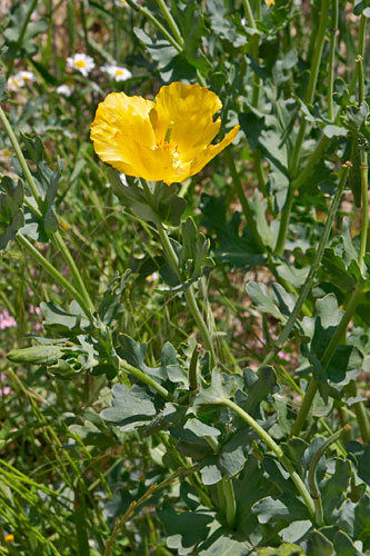 pavot jaune, Glaucium flavum, Luberon, mai 2007