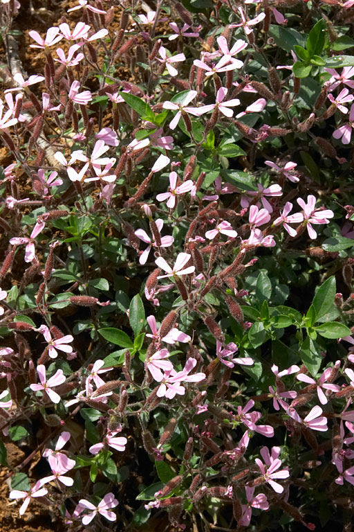 saponaire faux-basilic, Saponaria ocymoides, Luberon, mai 2007