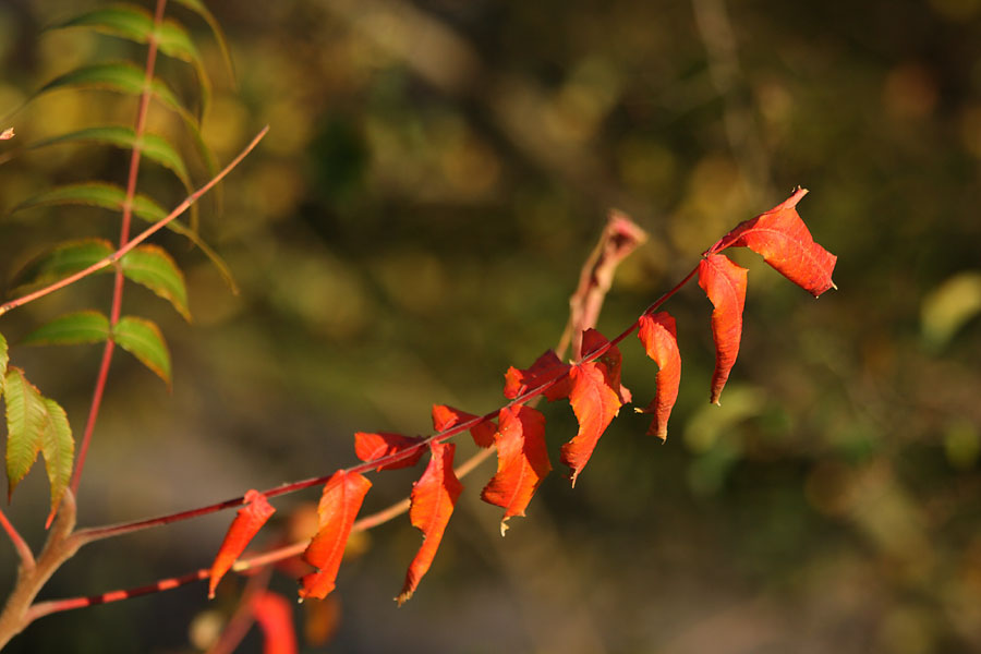 Automne, feuille