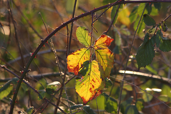 Hiver, feuille
