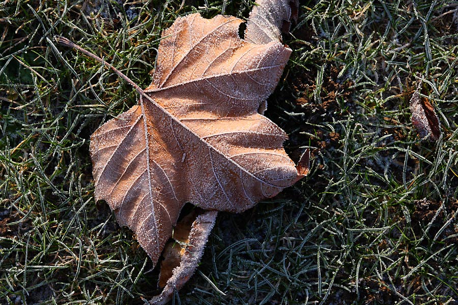 Hiver, feuille