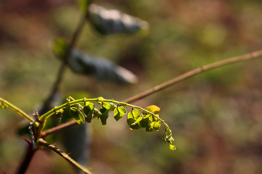 Hiver, feuille