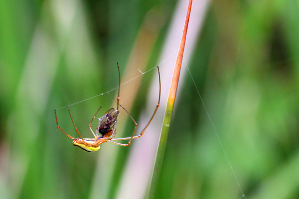 Ttragnathe tire, Tetragnatha extensa, Ile-de_France, juin 2008