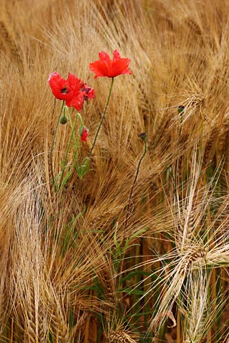 Coquelicot