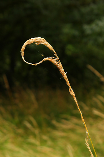 Herbe en crosse