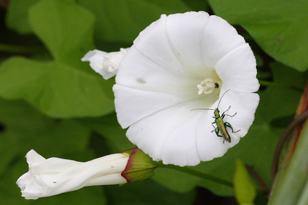 Oedmre noble, Oedemera nobilis, Ile-de_France, juin 2008