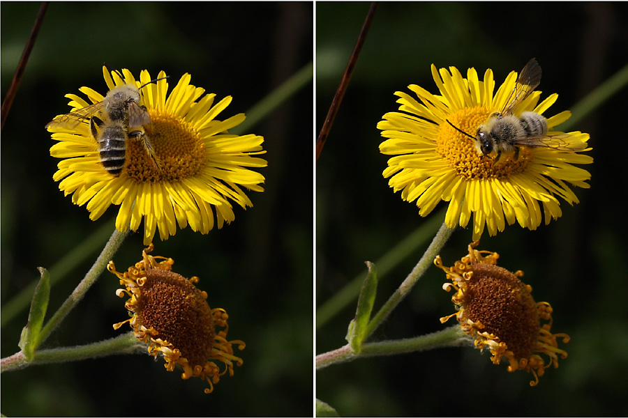 Abeille sauvage (Cergy)