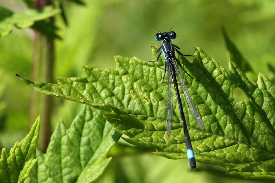 Agrion lgant, Ischnura elegans, Ile-de_France, juillet 2009
