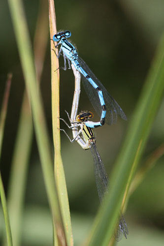 Agrion porte-coupe, Enallagma cyathigerum, Ile-de_France, juillet 2009
