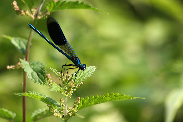 Caloptryx clatant, Calopteryx splendens, Ile-de_France, juillet 2009