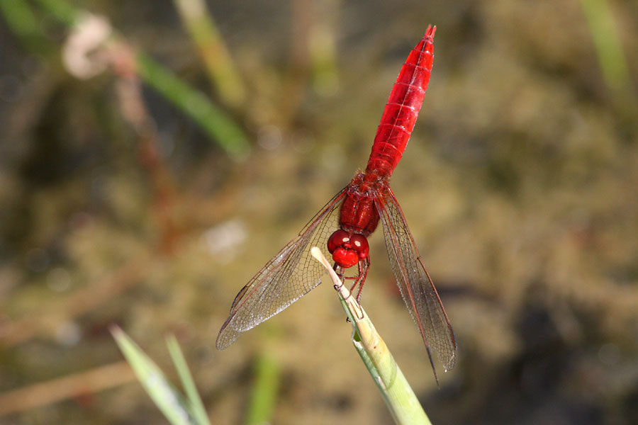 Libellule carlate, Crocothemis erythraea, Ile-de_France, juillet 2009