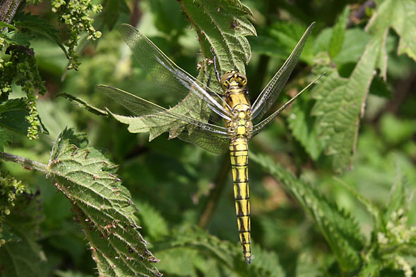 Orthtrum rticul, Orthetrum cancellatum, Ile-de_France, juillet 2009