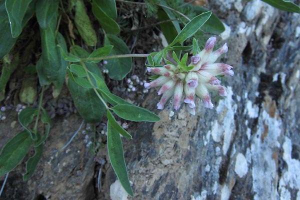 Anthyllide des Pyrnes, Anthyllis vulneraria subsp. boscii, Pyrnes,   juillet 2010