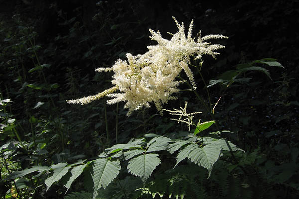 Barbe-de-bouc, Reine-des-bois, Aruncus dioica, Pyrnes,   juillet 2010