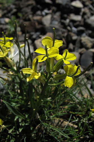 Vlar des Pyrnes, Erysimum seipkae, Pyrnes, Estaragne, juillet