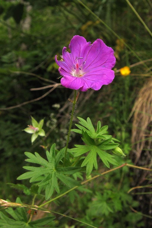 Granium sanguin, Geranium sanguineum, Pyrnes,   juillet 2010