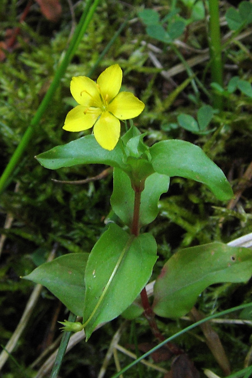 Lysimaque des bois, Lysimachia nemorum, Pyrnes, Rioumajou, juillet