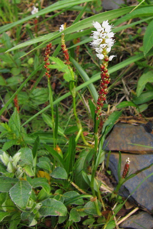Renoue vivipare, Polygonum viviparum, Pyrnes, Valle de la Gla, juillet