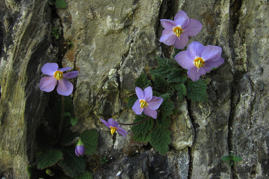 Ramonde des Pyrnes, Ramonda myconi, Pyrnes, Les Quatre-vziaux, juillet