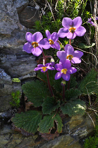 Ramonde des Pyrnes, Ramonda myconi, Pyrnes, Les Quatre-vziaux, juillet