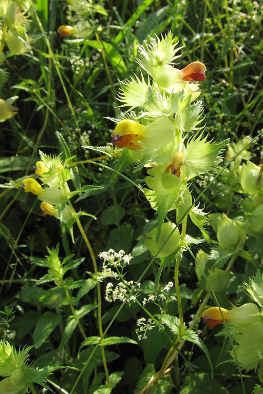 Rhinanthe  feuilles troites, Rhinanthus angustifolius, Pyrnes,   juillet 2010