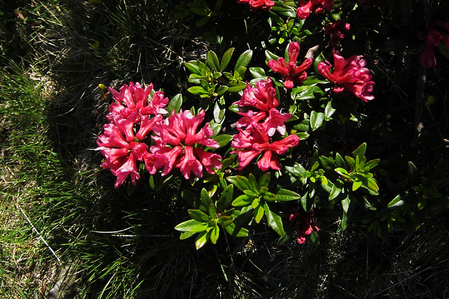 Rhododendron ferrugineux, Rhododendron ferrugineum, Pyrnes, Estaragne, juillet