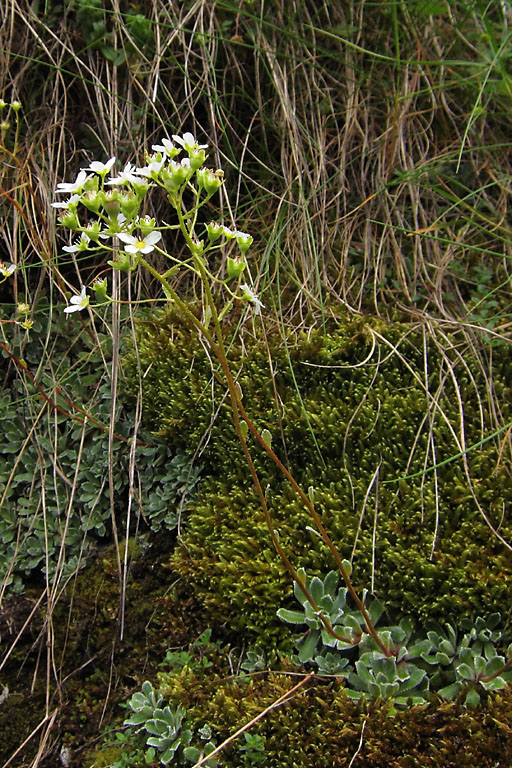 Saxifrage panicule, Saxifraga paniculata, Pyrnes, Valle de la Gla, juillet