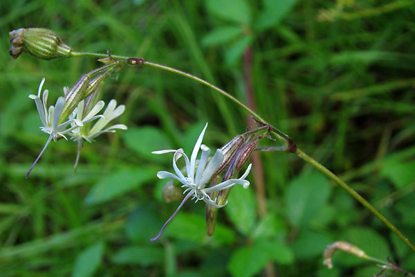 Silne pench, Silene nutans, Pyrnes,   juillet 2010